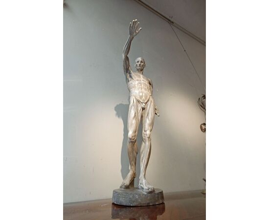 SCULTURA DI MODELLO ANATOMICO MUSCOLARE XIX SECOLO