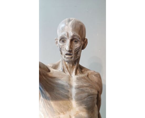 SCULTURA DI MODELLO ANATOMICO MUSCOLARE XIX SECOLO