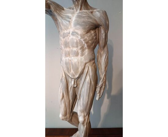 SCULTURA DI MODELLO ANATOMICO MUSCOLARE XIX SECOLO