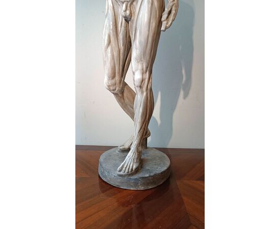 SCULTURA DI MODELLO ANATOMICO MUSCOLARE XIX SECOLO