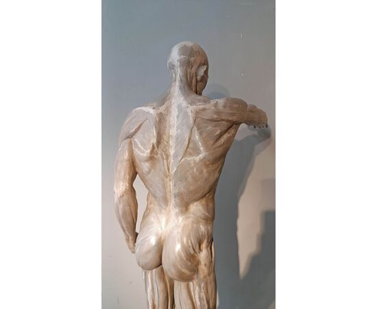 SCULTURA DI MODELLO ANATOMICO MUSCOLARE XIX SECOLO