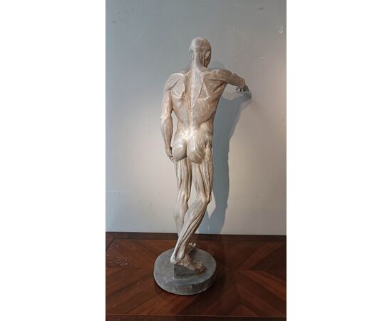 SCULTURA DI MODELLO ANATOMICO MUSCOLARE XIX SECOLO