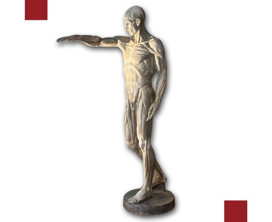 SCULTURA DI MODELLO ANATOMICO MUSCOLARE XIX SECOLO