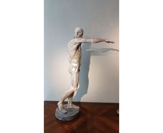 SCULTURA DI MODELLO ANATOMICO MUSCOLARE XIX SECOLO