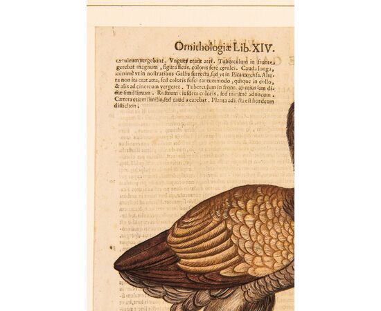 Coppia di antiche stampe di Ornitologia - ST/171 -