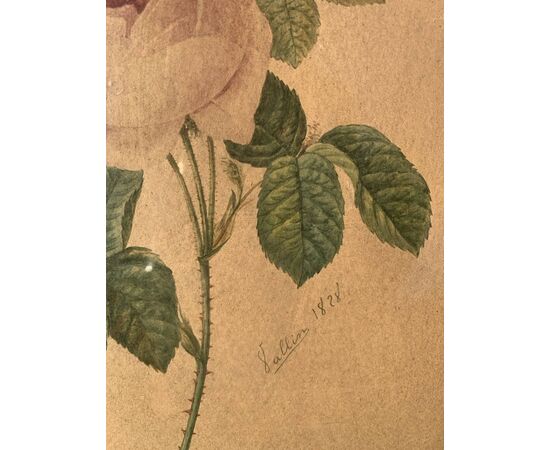 Disegnatore europeo (datato 1828) - La rosa.