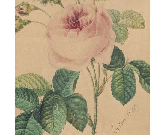 Disegnatore europeo (datato 1828) - La rosa.