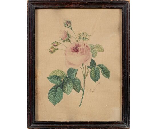 Disegnatore europeo (datato 1828) - La rosa.