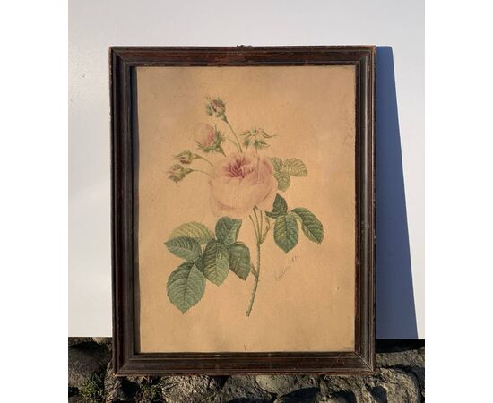 Disegnatore europeo (datato 1828) - La rosa.