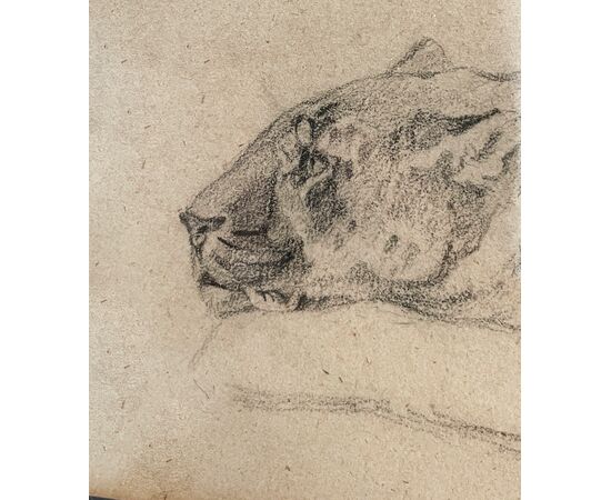 Leonessa - Disegno Atelier de Brunet-Houard (1827-1922)