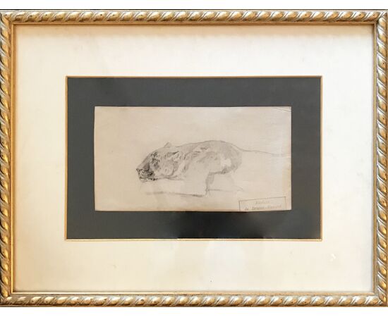 Leonessa - Disegno Atelier de Brunet-Houard (1827-1922)