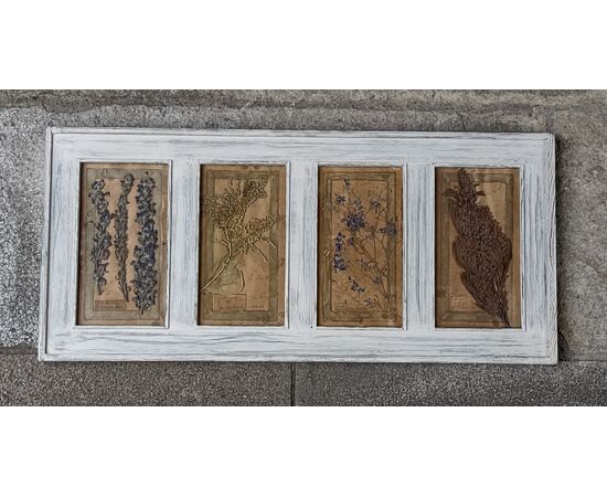 Pair of framed herbaria