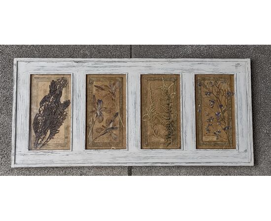 Pair of framed herbaria