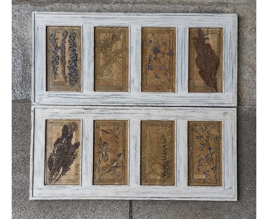 Pair of framed herbaria