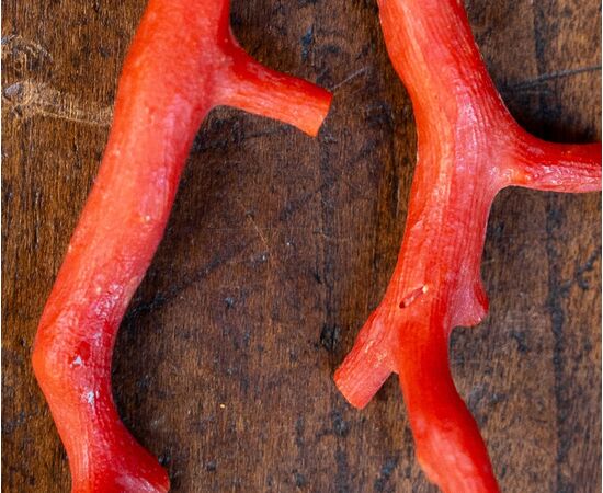 Red Coral Pendant Earrings - 19th Century