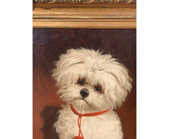 Italian painter (19th century) - Portrait of a Maltese dog.