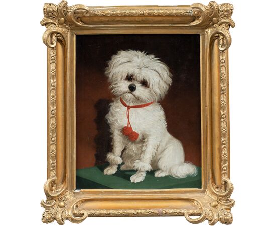 Italian painter (19th century) - Portrait of a Maltese dog.