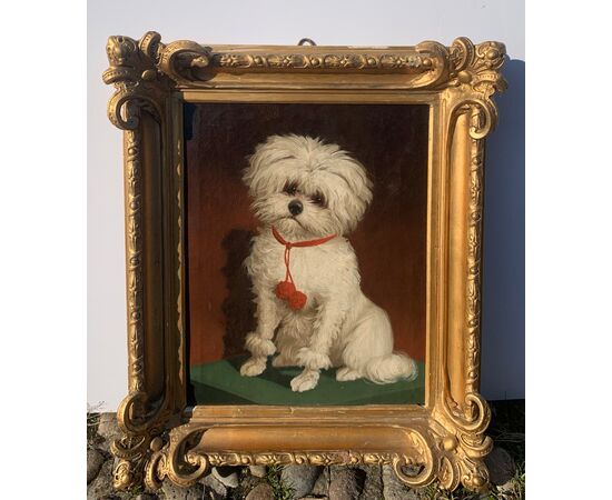 Italian painter (19th century) - Portrait of a Maltese dog.