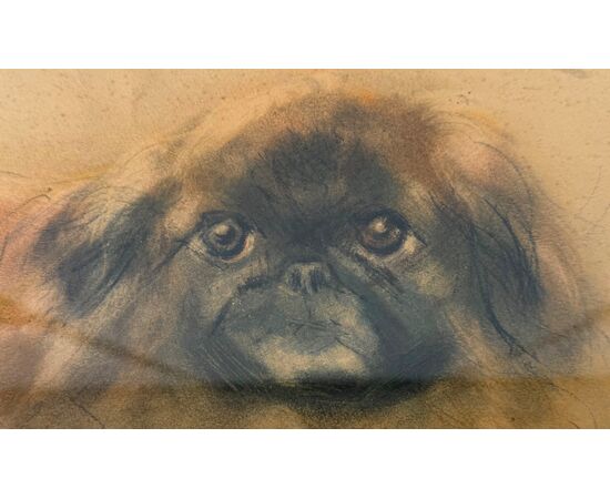 Charcoal and pastel drawing of a Pekingese dog.