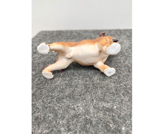 Bisque porcelain figure depicting a boxer dog.Ginori manufacture.     