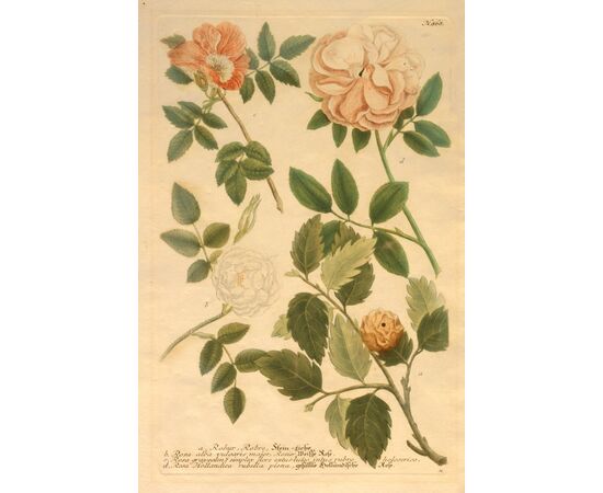 “Phytanthoza Iconographia – Rosa Hollandica rubella plena”