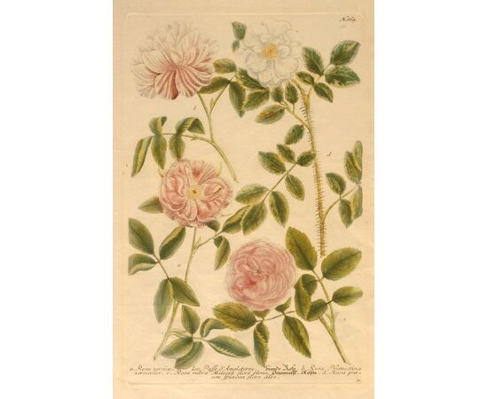 “Phytanthoza Iconographia – Rosa versicolor”