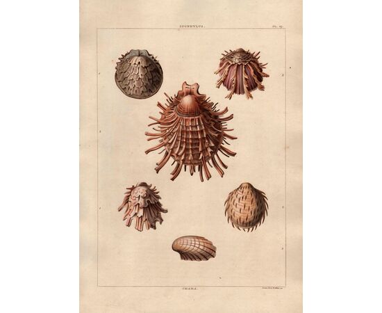 by George PERRY "Conchology, or the Natu...