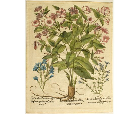 “Jasminum Indicum flore rubro & variegato”