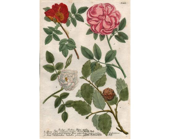 Rosa alba vulgaris major