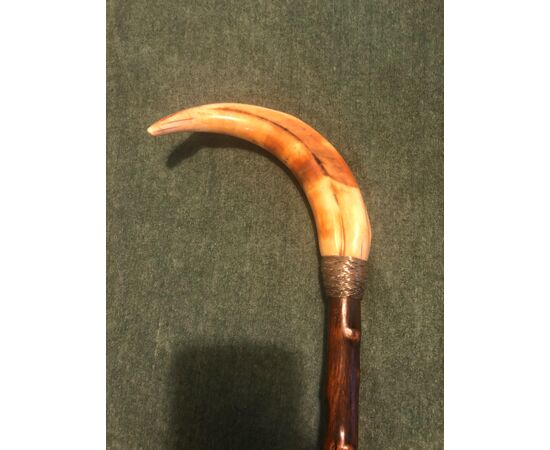 Stick with warthog tooth handle, silver ring.     