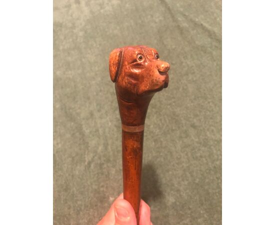 Bastone con pomolo in legno raffigurante testa di cane.Canna in malacca.