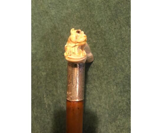 Bastone con pomolo in avorio di facocero raffigurante un cane che esce da un tronco.